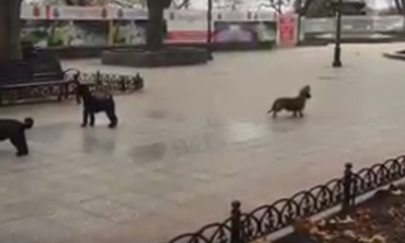 На Думской площади собаки устроили сольный концерт