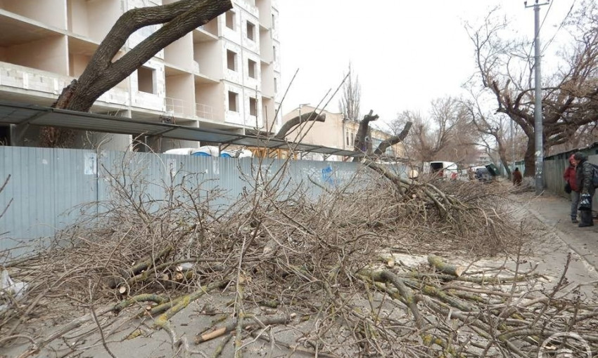 На Молдаванке варварски «подрезали» деревья
