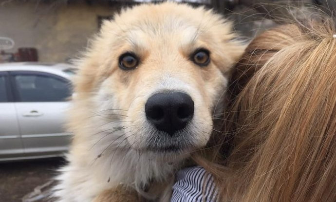 Одесский благотворительный проект помог обрести дом 1500 животным