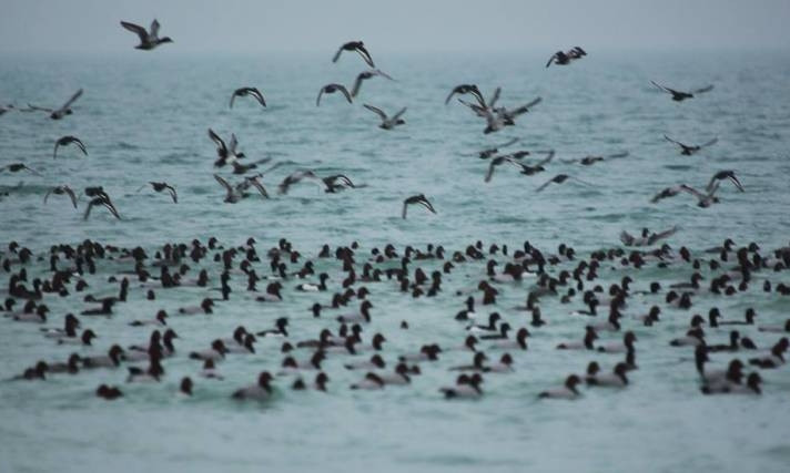 Тысячи птиц отдыхают в Одесской области на пути домой