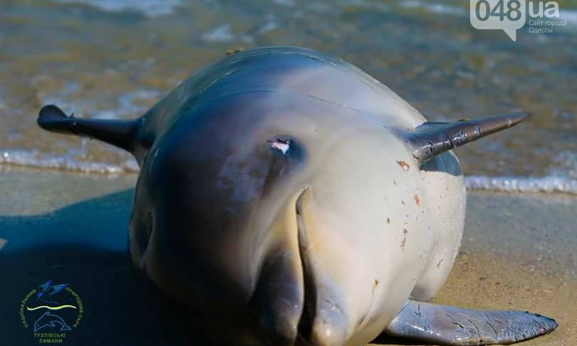 На берегу заповедника в Одесской области нашли тело мёртвого дельфина