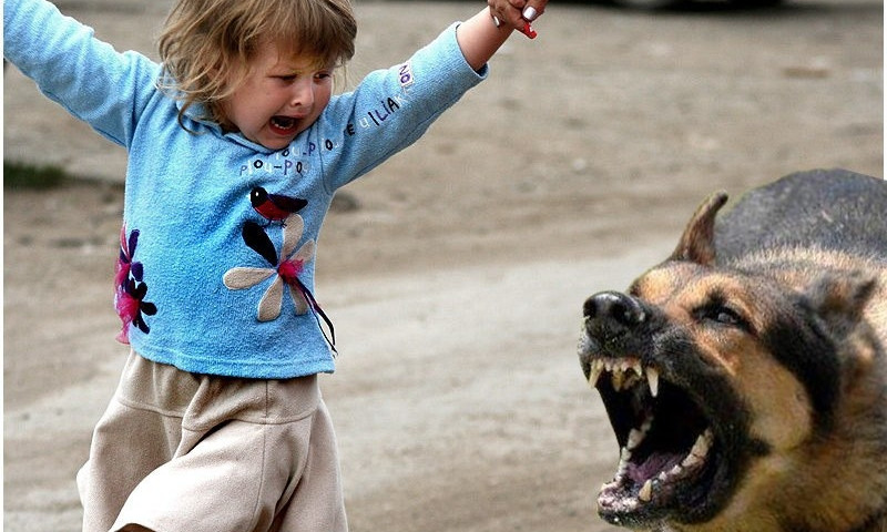 Бродячие собаки покусали ребенка в Белгороде-Днестровском
