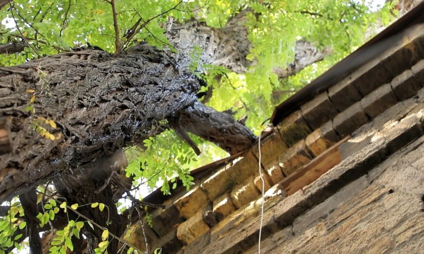 На Молдаванке в Одессе не спешат убирать аварийное дерево