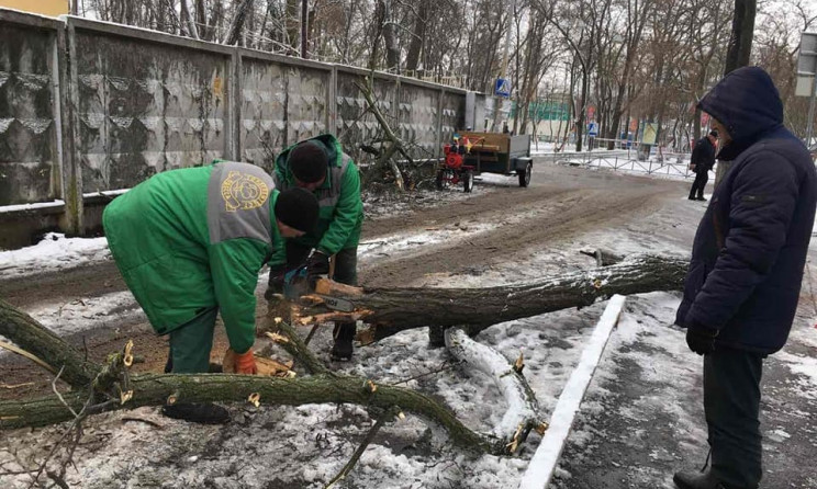 Из-за непогоды в Одессе упало больше 80 деревьев 