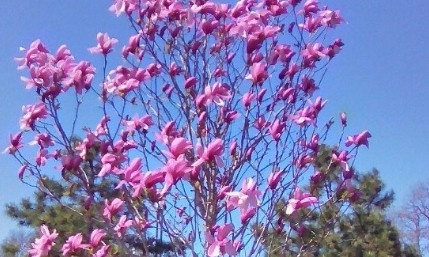 В Аркадии цветёт самое красивое дерево – магнолия