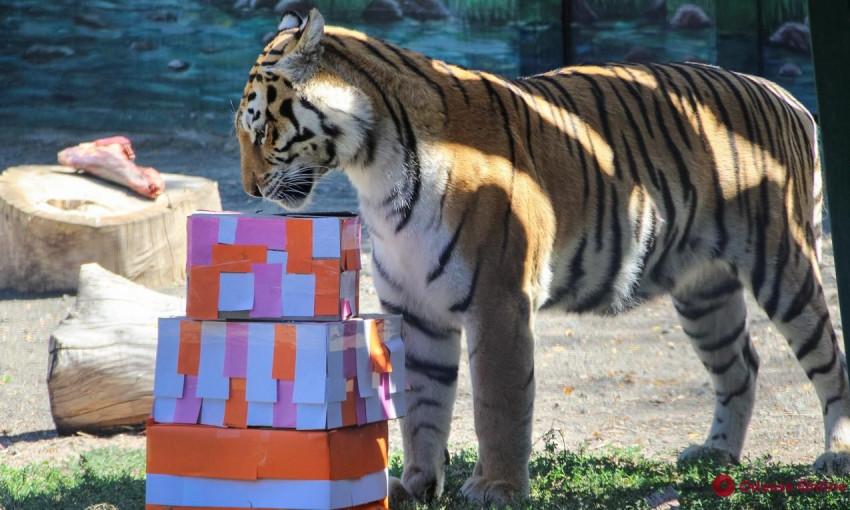 В одесском зоопарке отметили День тигра (ФОТО)