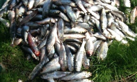 В Днестровском лимане браконьеры выловили 180 килограмм рыбы разных пород