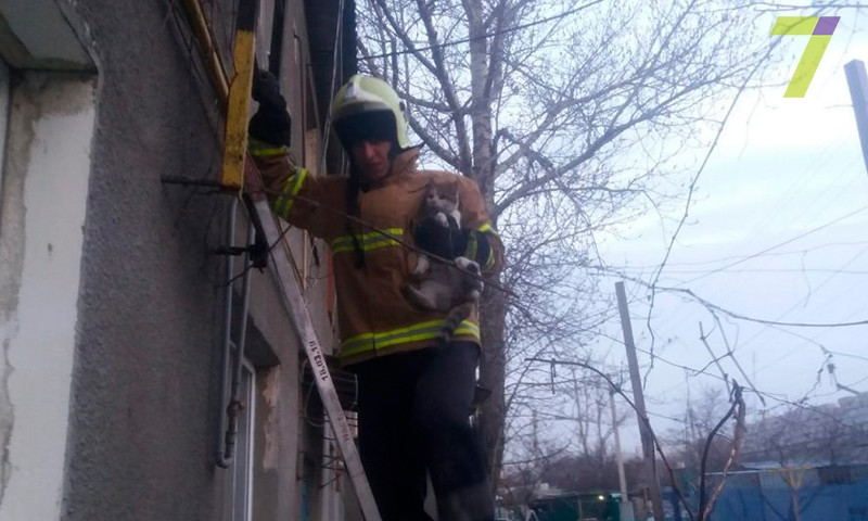 В Одесской области спасали кота, застрявшего на чердаке (ФОТО)
