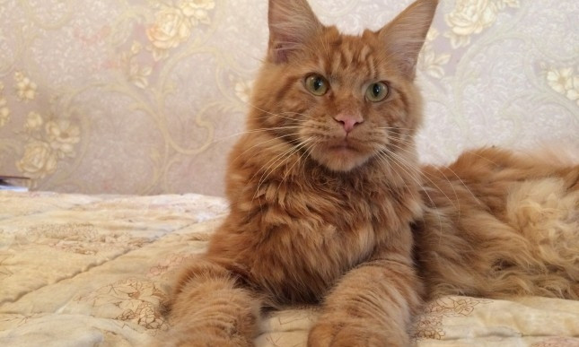 Кот, погибший под завалами рухнувшего в Одессе дома, спас хозяйку 