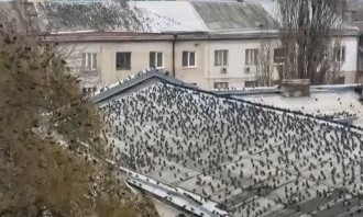 Из-за снегопадов в Одессу прилетели тысячи скворцов, - видео 