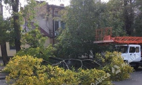 Сильный ветер повалил в Одессе пять деревьев