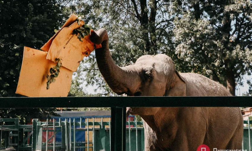 В Одесском зоопарке праздник – у слонихи Венди день рождения 