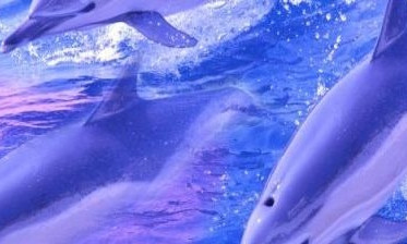 В Одесском дельфинарии пополнение