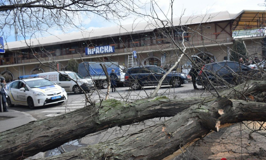 Возле Нового рынка упало дерево