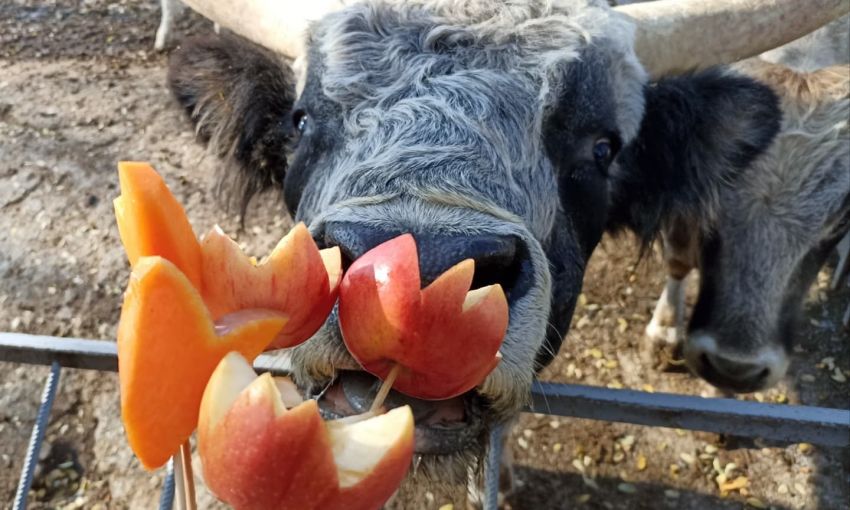 В Одесском зоопарке ярко поздравили быка с Днём рождения