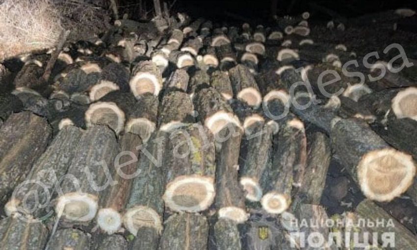В Одесской области селянина будут судить за нарубленные дрова