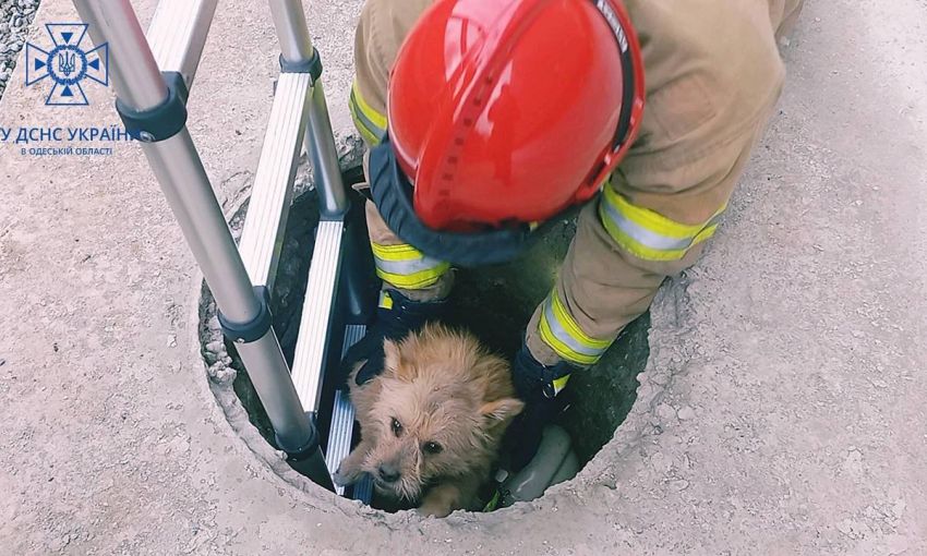 Чудесное спасение: в Одесской области сотрудники ГСЧС достали собаку из люка