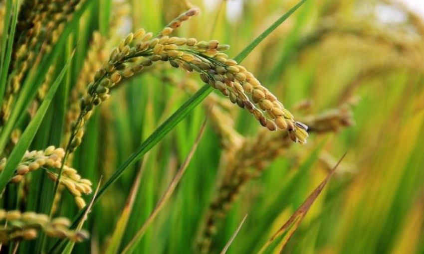 Будем с рисом: постараются фермеры из Килийского района Одесщины