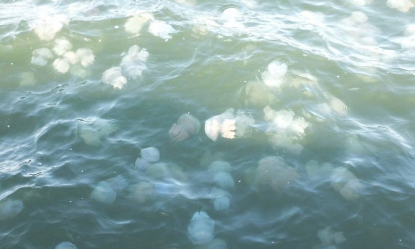 В Одессе наблюдают "нашествие" медуз