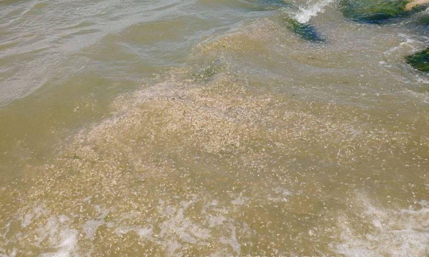 На берегу Хаджибейского лимана обнаружили массу погибшей креветки