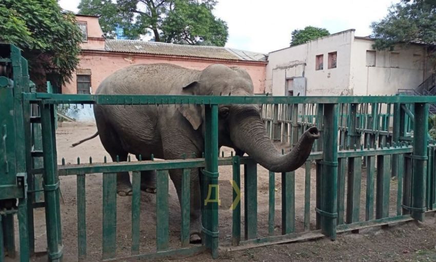 В Одесском зоопарке отмечали два праздника: день рождения и именины