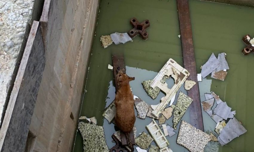 Одесские спасатели достали собаку из котлована