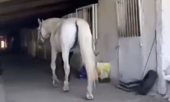 Одесская лошадь, которую хозяин эксплуатировал до упада, попала в добрые руки