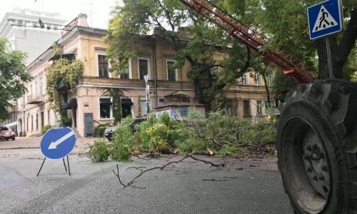 В Одессе проводят комплексную обрезку деревьев