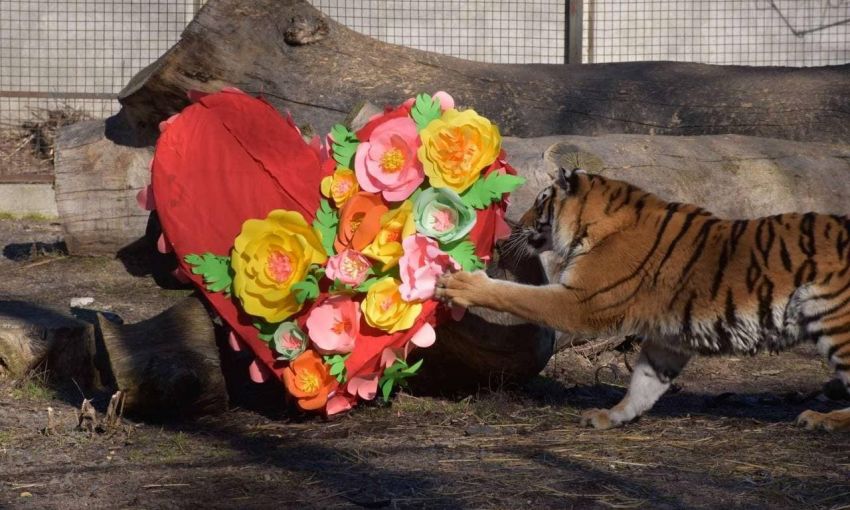 В Одесском зоопарке выбрали пары года (фото)