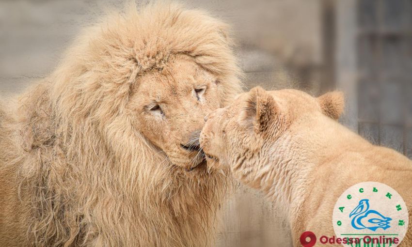 В Одесском зоопарке выбрали самые красивые пары года