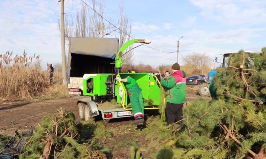 Горзелентрест начал перерабатывать елки, которые не были распроданы в Одессе