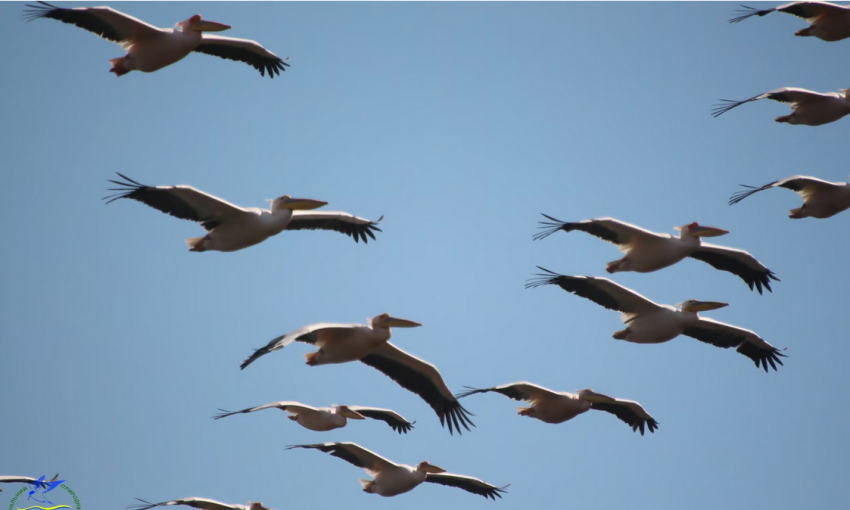 Тузловские лиманы посетили розовые пеликаны
