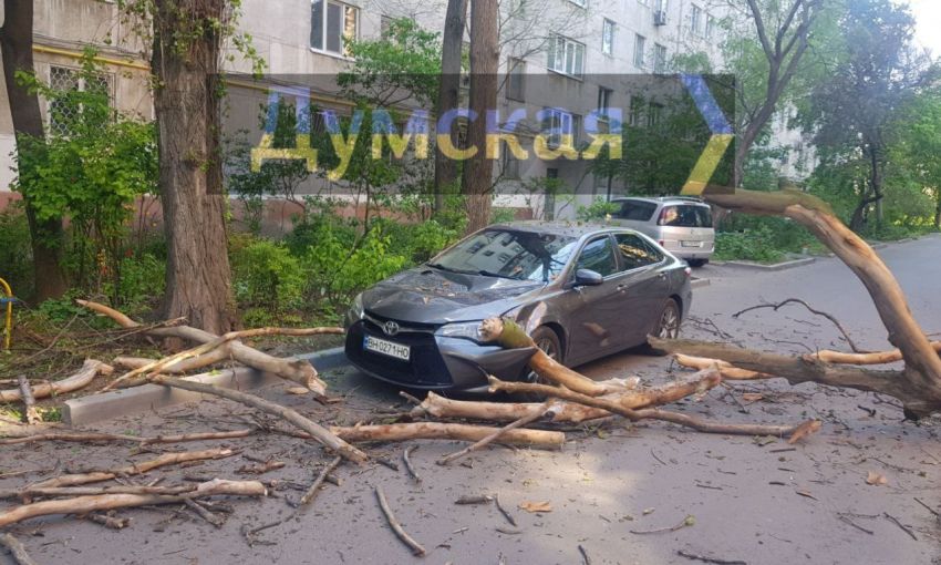 Древопад продолжается: в Одессе снова падающие ветки повредили авто