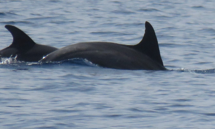В Израиле в Эйлатском заливе заметили двух дельфинов Афалин