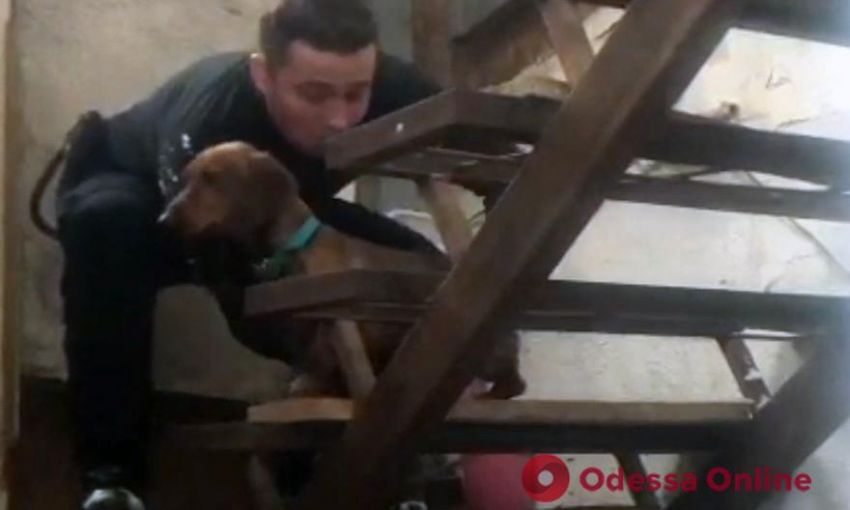 Залез в "заброшку" и не мог выбраться: в Одессе полицейские спасли четырехлапого любимца
