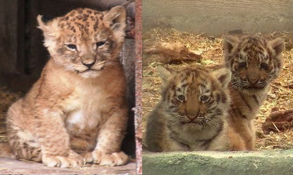 Спешите видеть: в Одесском зоопарке три новых хищных обитателя