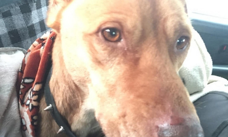 В Одессе спасли от голодной смерти собаку