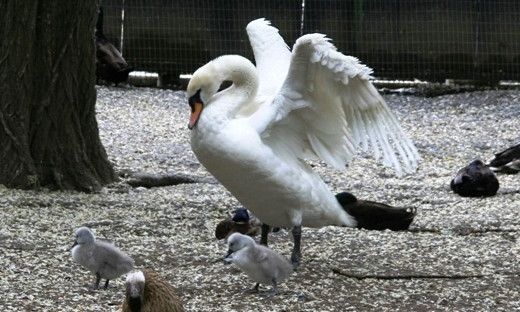В Одесском зоопарке  на свет появились лебедята