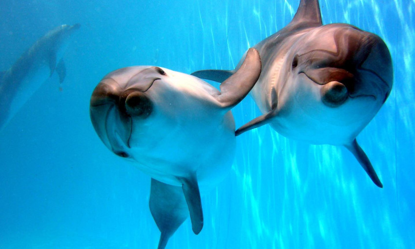 В популярном одесском дельфинарии произошло пополнение 