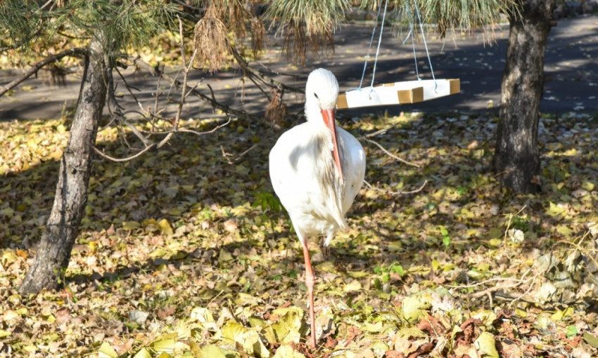 Птицы из Одесского зоопарка немного погуляли на воле