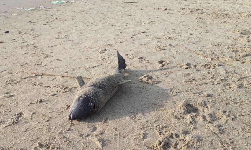 Обитатель моря был найден на пляже Отрада