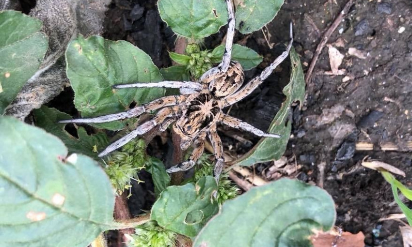 В селе Молодёжное обнаружили тарантула (ФОТО)