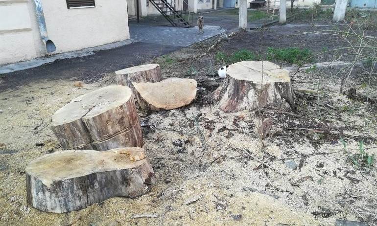 В Одессе срезали два здоровых дерева 