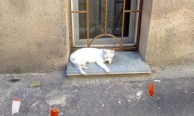Одесситов просят спасти котика, которого владельцы вышвырнули на улицу