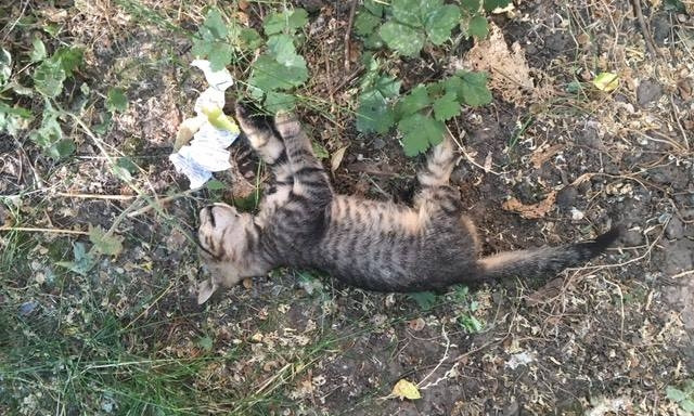 Задушенные котята: одесский живодёр выходит на «тропу войны»