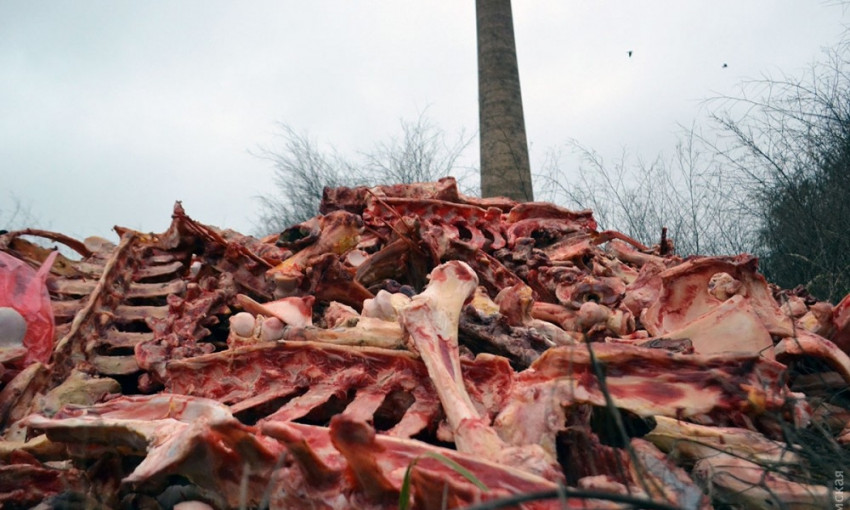 Биокатастрофа на окраине Одессы, гниют горы костей животных (фото 18+)