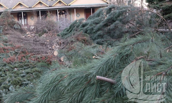 На Даче Ковалевского вырубили более сотни здоровых деревьев