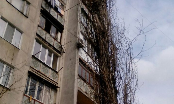 В Одессе огромный тополь угрожает жителям высотки