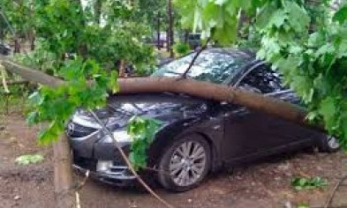 На Люстдорфской дороге на автомобиль упало дерево