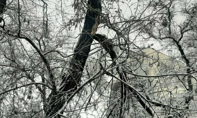 Поваленные непогодой деревья в Одессе будут убирать еще неделю 